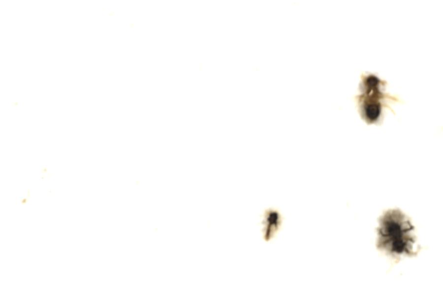 Image 71